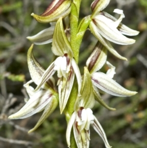 Corunastylis striata at Tianjara, NSW - suppressed