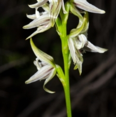 Prasophyllum striatum (Streaked Leek Orchid) at Yerriyong, NSW - 4 Apr 2016 by AlanS