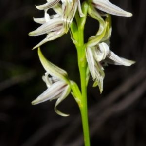 Corunastylis striata at Yerriyong, NSW - 5 Apr 2016