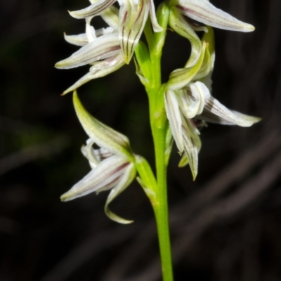 Prasophyllum striatum (Streaked Leek Orchid) at Yerriyong, NSW - 4 Apr 2016 by AlanS