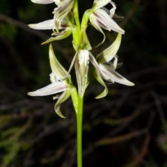 Corunastylis striata at Yerriyong, NSW - 5 Apr 2016