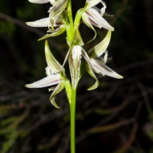 Prasophyllum striatum at Yerriyong, NSW - 5 Apr 2016