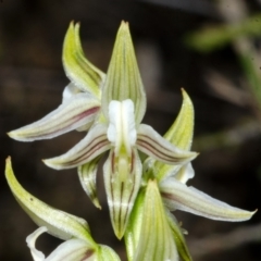 Corunastylis striata at Yerriyong, NSW - 5 Apr 2016