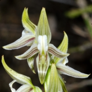 Corunastylis striata at Yerriyong, NSW - 5 Apr 2016