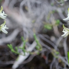 Prasophyllum striatum at Yerriyong, NSW - 5 Apr 2016