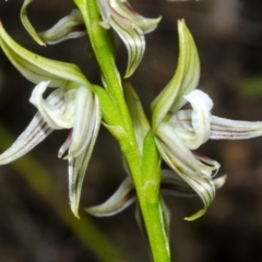 Corunastylis striata at Yerriyong, NSW - suppressed