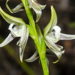 Corunastylis striata at Yerriyong, NSW - 5 Apr 2016