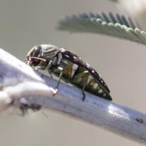 Diphucrania leucosticta at Amaroo, ACT - 22 Feb 2019 02:56 PM