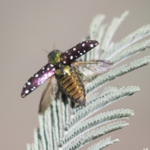 Diphucrania leucosticta at Amaroo, ACT - 22 Feb 2019 02:56 PM