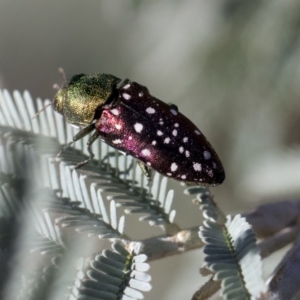 Diphucrania leucosticta at Amaroo, ACT - 22 Feb 2019 02:56 PM