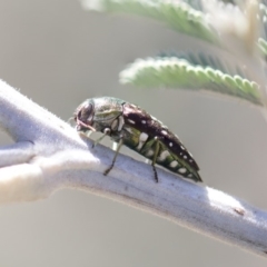 Diphucrania leucosticta at Amaroo, ACT - 22 Feb 2019 02:56 PM