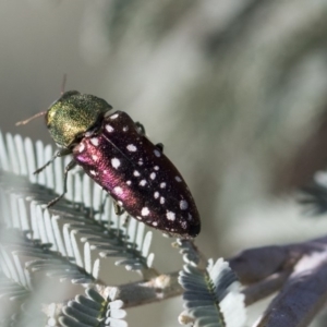 Diphucrania leucosticta at Amaroo, ACT - 22 Feb 2019 02:56 PM