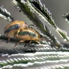 Calomela bartoni (Acacia Leaf Beetle) at Mulligans Flat - 22 Feb 2019 by AlisonMilton