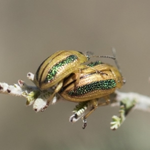 Calomela bartoni at Amaroo, ACT - 22 Feb 2019 02:57 PM