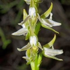 Prasophyllum striatum (Streaked Leek Orchid) at Yalwal, NSW - 3 Apr 2016 by AlanS