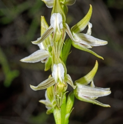 Corunastylis striata (Eastern Hunchback Orchid) at Yalwal, NSW - 4 Apr 2016 by AlanS