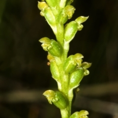 Microtis unifolia (Common Onion Orchid) at Vincentia, NSW - 21 Oct 2007 by AlanS