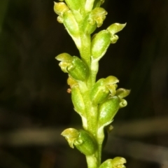 Microtis unifolia (Common Onion Orchid) at Vincentia, NSW - 22 Oct 2007 by AlanS
