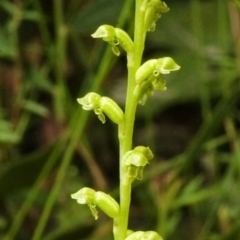 Microtis unifolia (Common Onion Orchid) at Saint Georges Basin, NSW - 26 Oct 2007 by AlanS
