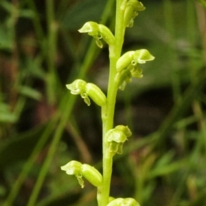 Microtis unifolia at Saint Georges Basin, NSW - suppressed