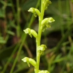 Microtis unifolia (Common Onion Orchid) at Saint Georges Basin, NSW - 25 Oct 2007 by AlanS
