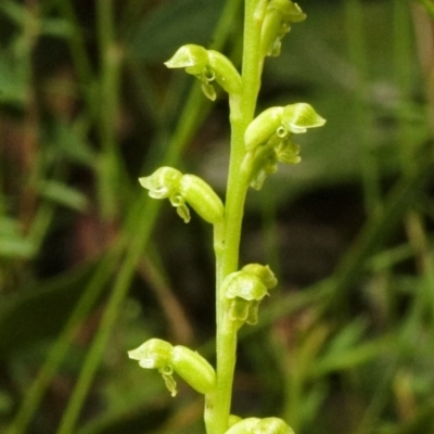 Microtis unifolia (Common Onion Orchid) at Saint Georges Basin, NSW - 25 Oct 2007 by AlanS