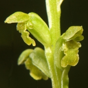 Microtis unifolia at Saint Georges Basin, NSW - suppressed