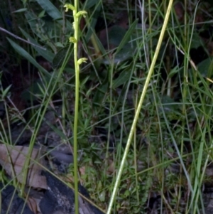 Microtis unifolia at Saint Georges Basin, NSW - suppressed