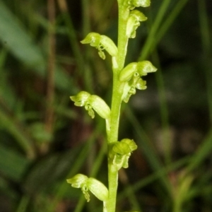 Microtis unifolia at Saint Georges Basin, NSW - suppressed