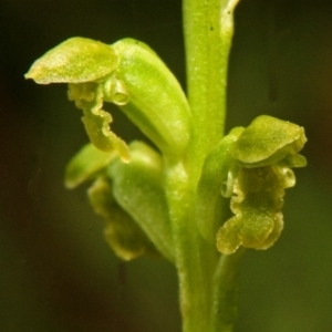 Microtis unifolia at Saint Georges Basin, NSW - suppressed