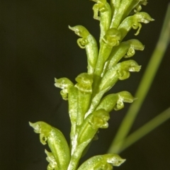 Microtis unifolia (Common Onion Orchid) at Yerriyong, NSW - 18 Nov 2008 by AlanS