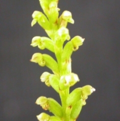 Microtis unifolia (Common Onion Orchid) at Tianjara, NSW - 11 Dec 2004 by AlanS