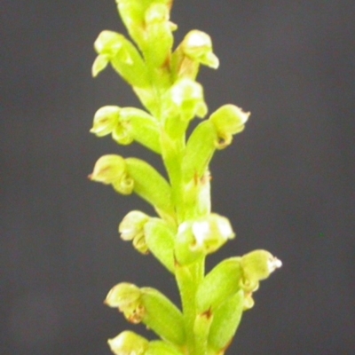 Microtis unifolia (Common Onion Orchid) at Tianjara, NSW - 11 Dec 2004 by AlanS