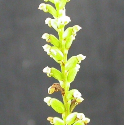 Microtis unifolia (Common Onion Orchid) at Tianjara, NSW - 11 Dec 2004 by AlanS