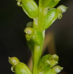 Microtis unifolia (Common Onion Orchid) at West Nowra, NSW - 11 Oct 2015 by AlanS