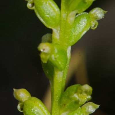 Microtis unifolia (Common Onion Orchid) at West Nowra, NSW - 11 Oct 2015 by AlanS