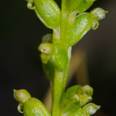 Microtis unifolia (Common Onion Orchid) at West Nowra, NSW - 10 Oct 2015 by AlanS