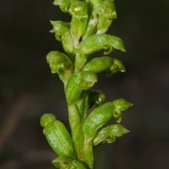 Microtis unifolia at West Nowra, NSW - suppressed