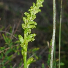 Microtis unifolia at West Nowra, NSW - suppressed