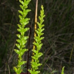 Microtis unifolia at West Nowra, NSW - suppressed