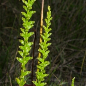 Microtis unifolia at West Nowra, NSW - suppressed