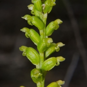 Microtis unifolia at West Nowra, NSW - suppressed