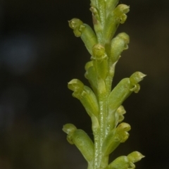 Microtis unifolia (Common Onion Orchid) at Nowra, NSW - 9 Oct 2011 by AlanS