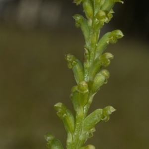 Microtis unifolia at Nowra, NSW - suppressed