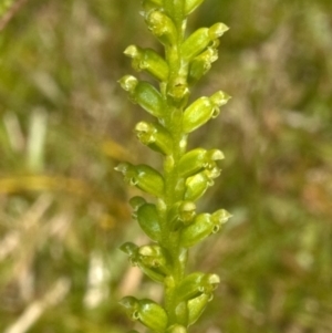 Microtis unifolia at Nowra, NSW - suppressed