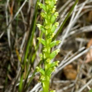 Microtis unifolia at Tianjara, NSW - suppressed