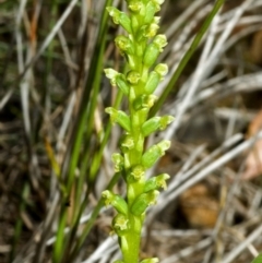 Microtis unifolia (Common Onion Orchid) at Tianjara, NSW - 14 Oct 2005 by AlanS