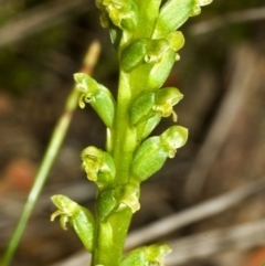 Microtis unifolia at Tianjara, NSW - 15 Oct 2005