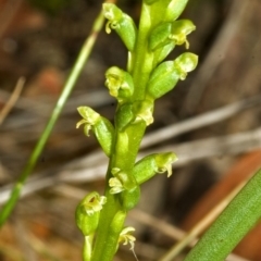 Microtis unifolia at Tianjara, NSW - 15 Oct 2005