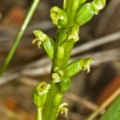 Microtis unifolia at Tianjara, NSW - suppressed